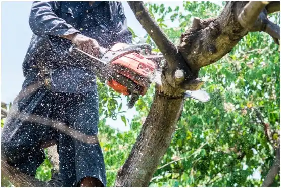 tree services Norwood